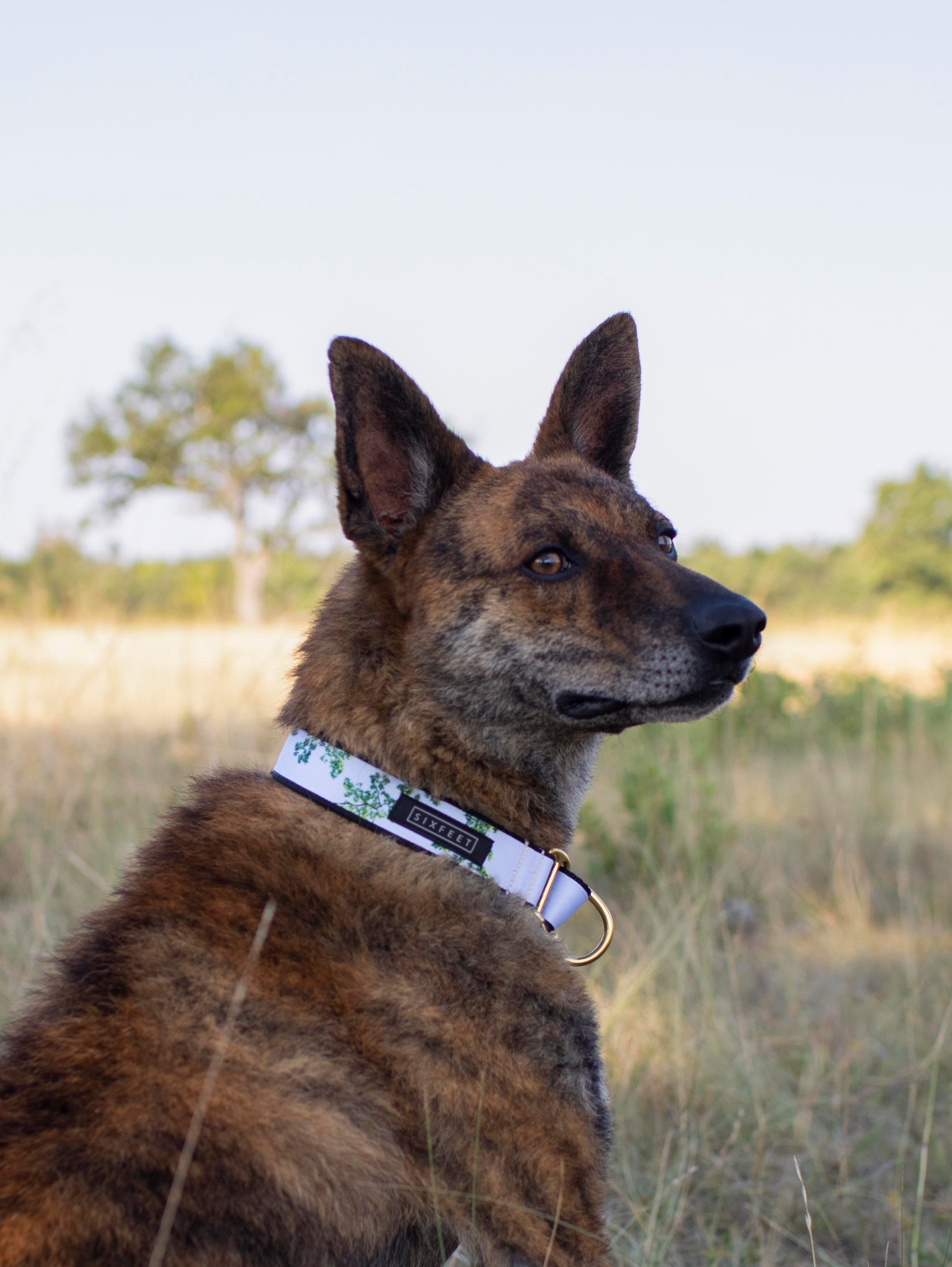 Belgian malinois hot sale pit mix brindle