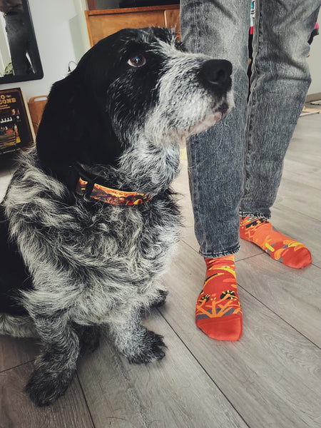 Swedish Fjallraven Trail Buckle Collar with matching Nebouxii socks