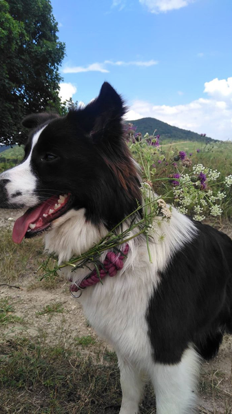 Cotton rope collar
