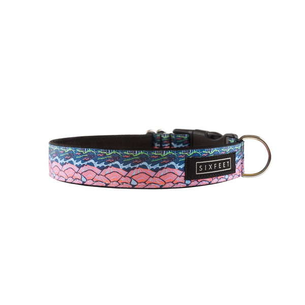 Iceland Buckle Collar with matching Nebouxii socks
